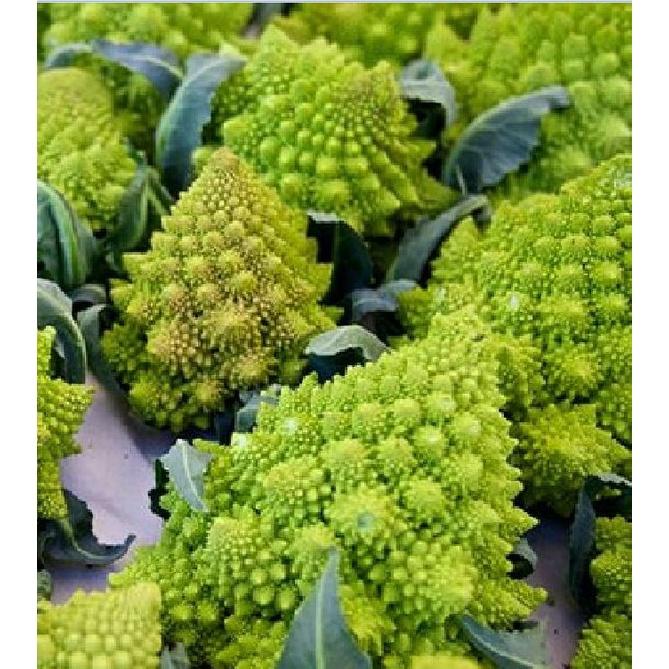 Hạt Giống Súp Lơ San Hô dể trồng f1- gói 20 hạt-tặng kèm gói phân bón lót