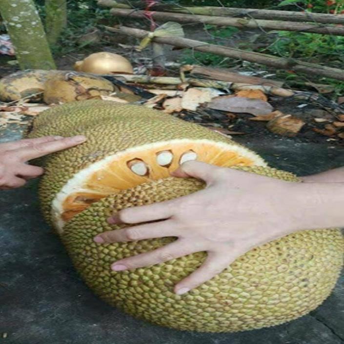 Cây giống mít dài malaýia