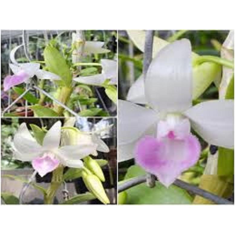 PHI ĐIỆP 5CT NHA TRANG