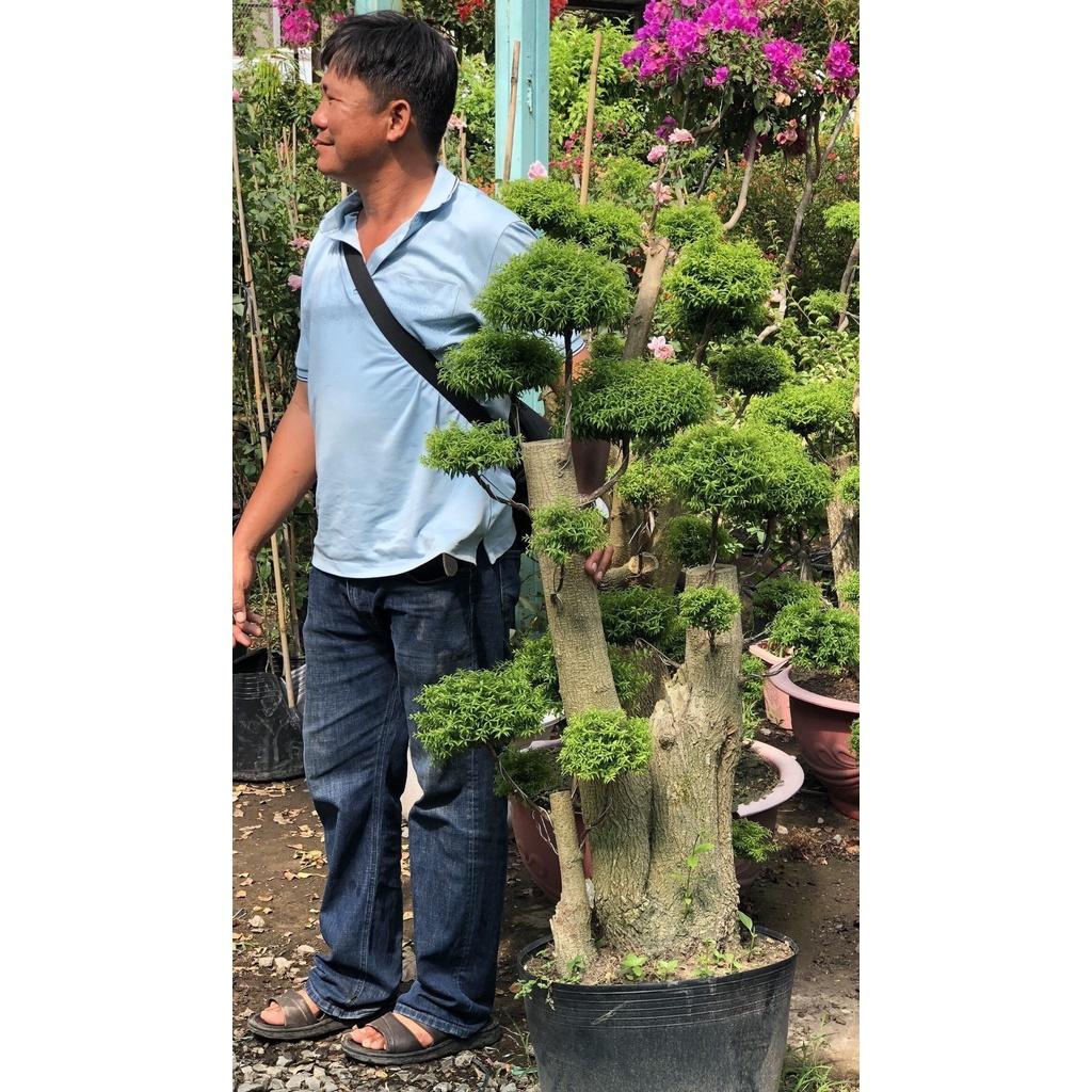 Chậu cây mai chiếu thủy lá nhỏ bonsai chỉ giao tại TP.HCM