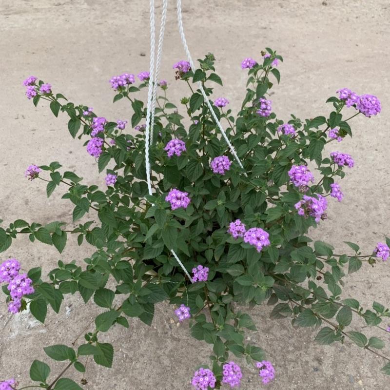 Chậu hoa ngũ sắc tím rủ treo bán kính 25-30cm, chậu hoa treo ban công, sân vườn nở rực rỡ đẹp mắt