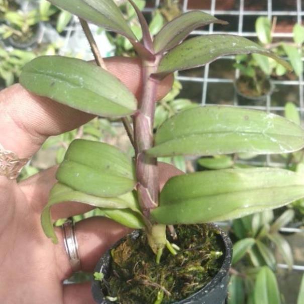 Sản Phẩm Hoa Lan giả hạc Bệt di linh xuân