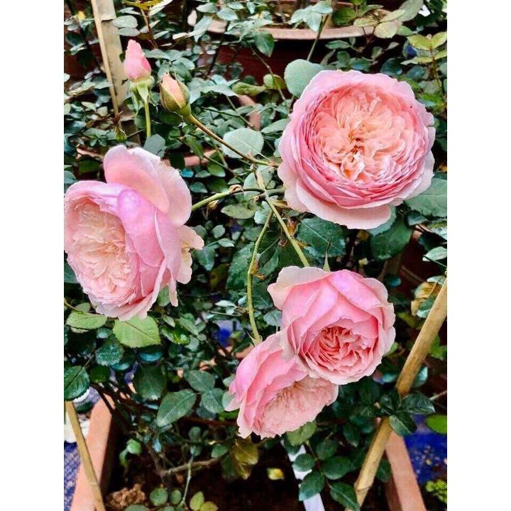 Hoa hồng ngoại Misaki siêu đẹp - chậu to , cây to già 2 năm