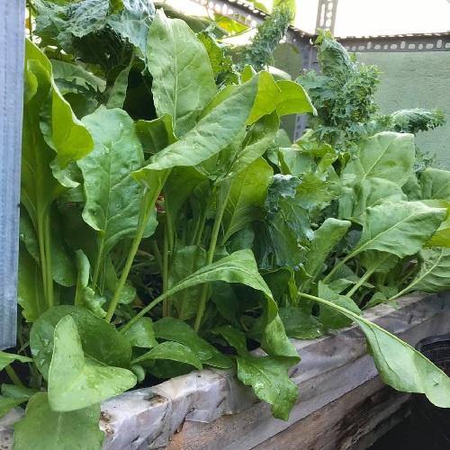 Hạt giống cải bó xôi chịu nhiệt Turkana gói 5gr - DỄ TRỒNG