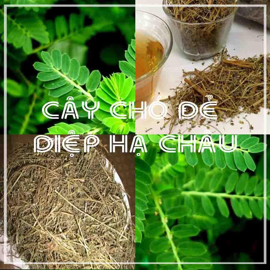 Cây Diệp Hạ Châu (Cây Chó Đẻ) khô 500gram