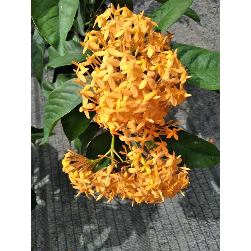 Cây mẫu đơn mỹ vàng cam