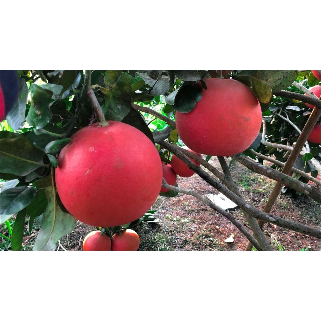 Cây giống Bưởi Đỏ Phúc Kiến ..