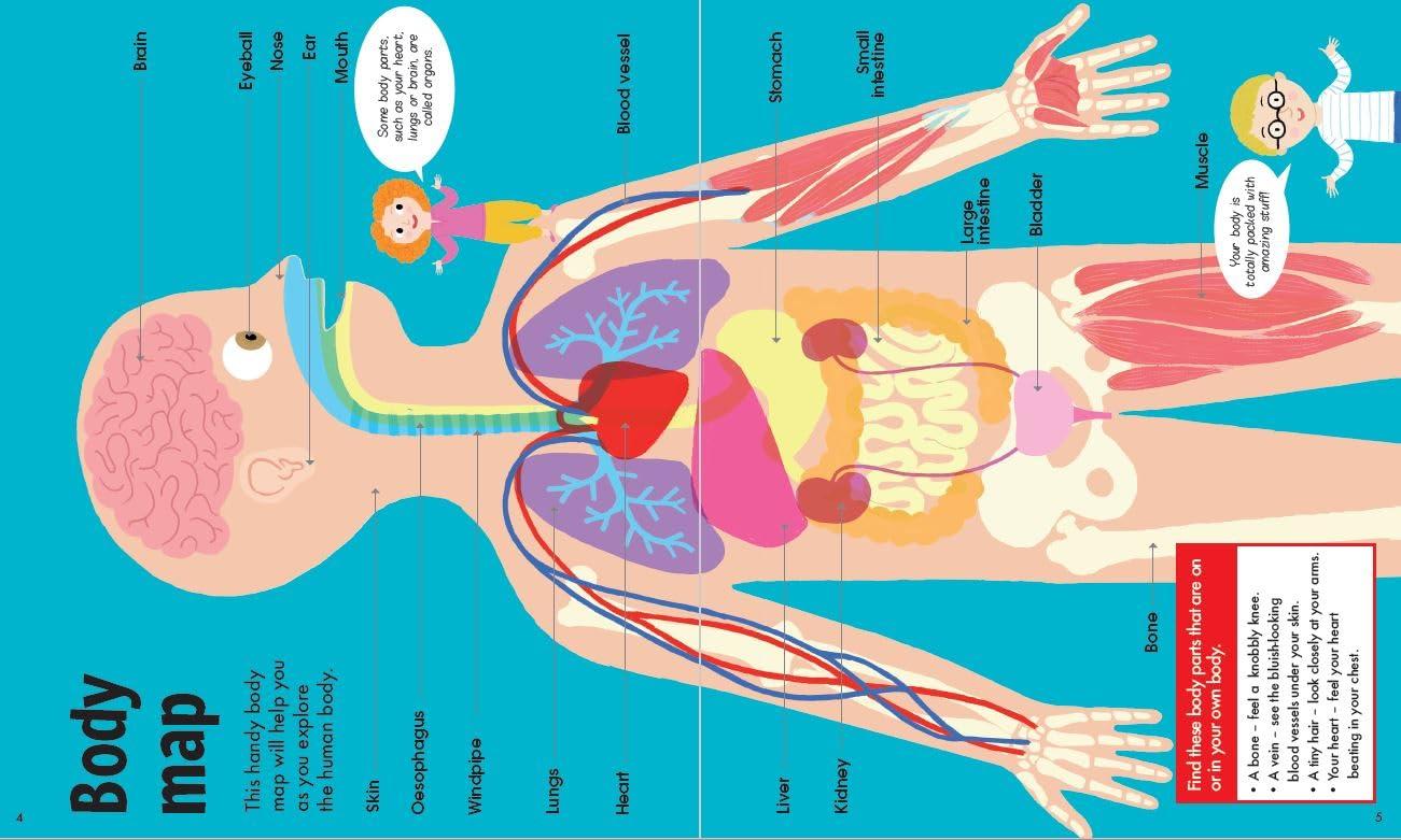 Book &amp; Jigsaw - Fun Facts - The Human Body