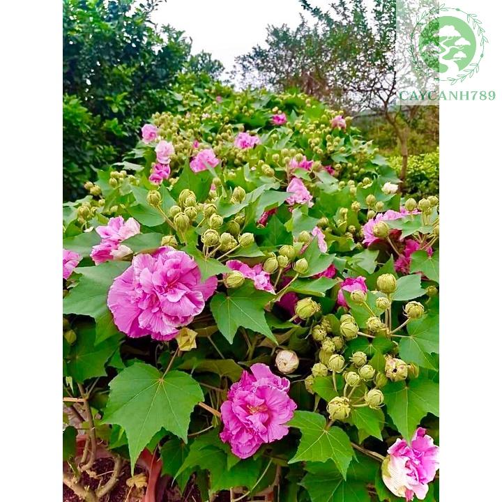 Cây hoa phù dung đổi màu đang hoa cao 70cm