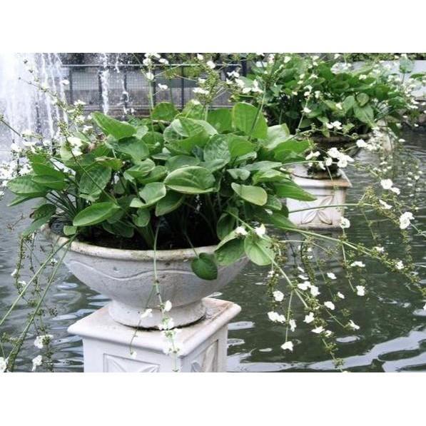 CHẬU CÂY BÁCH THỦY TIÊN MANG LẠI MAY MẮN CHO GIA CHỦ, CỰC DỄ TRỒNG