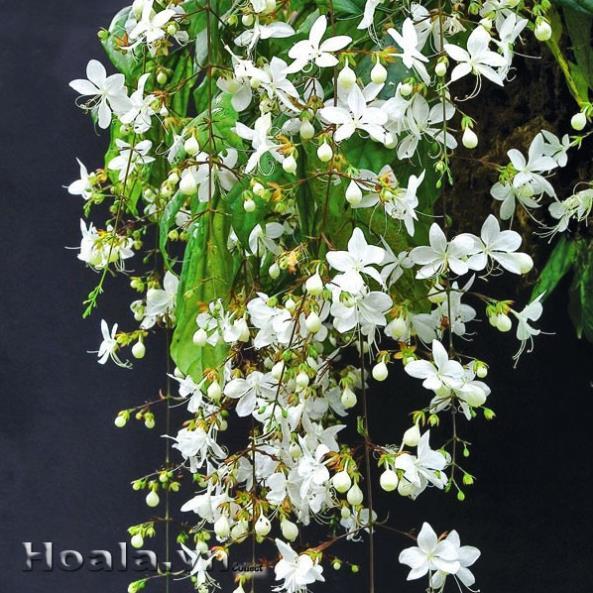 CHẬU CÂY " Dạ Ngọc Minh Châu " – hoa chơi tết mang lại tài lộc