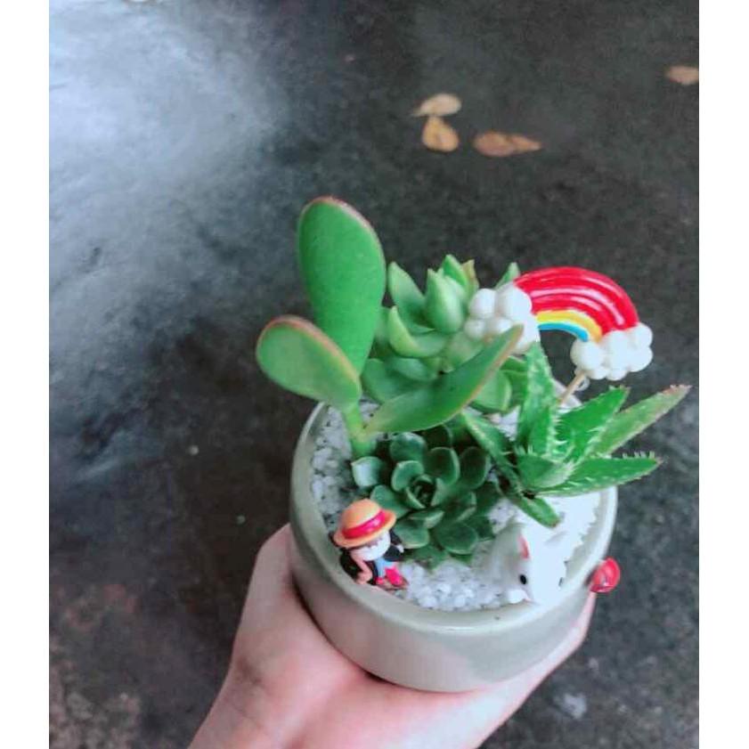 Chậu sen đá tiểu cảnh Bán Chạy