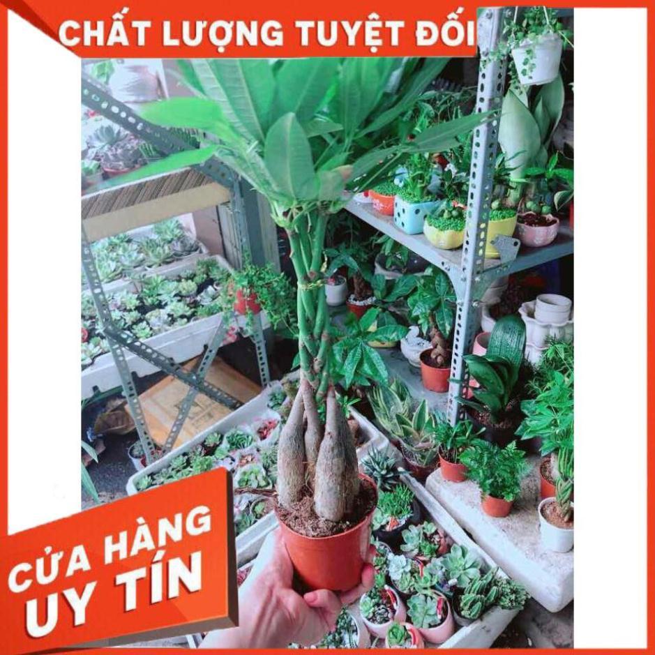 Kim Ngân 5 Thân Nhiều Người Mua