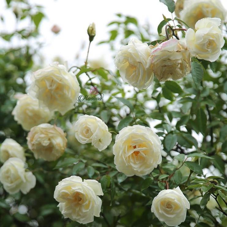 COMBO 2 cây giống hoa hồng CỔ TRẮNG BẠCH XẾP-Giống hồng cổ trắng đẹp và sai hoa