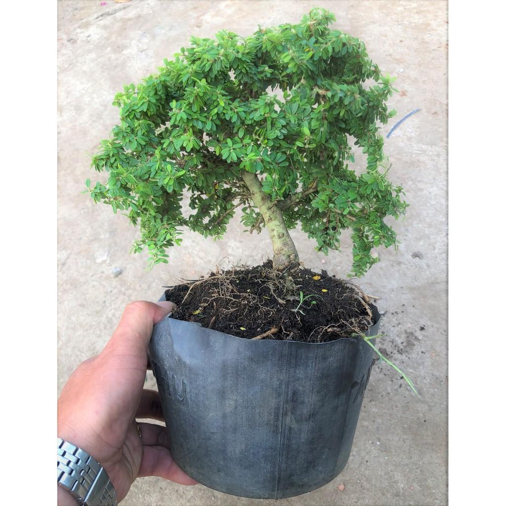 Chậu cây Linh Sam lá nhỏ dáng Bonsai
