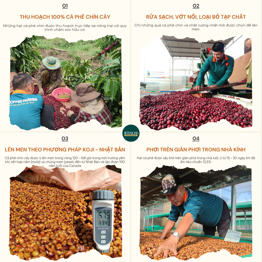 Cà Phê Thượng Hạng FINE ROBUSTA Gia Lai – ANAEROBIC NATURAL Top 3 Thế Giới, Cà phê lên men yếm khí hương vị trái cây tự nhiên 250gr
