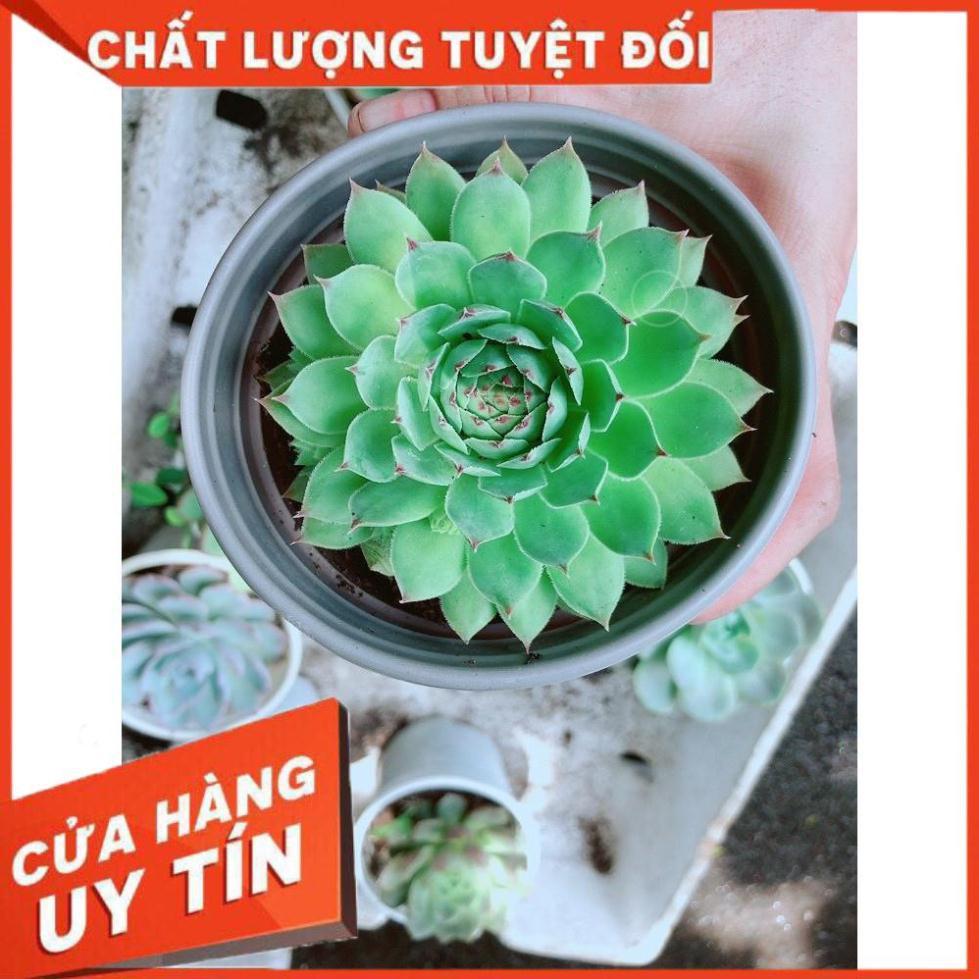 Sen đá phật bà Nhiều Người Mua