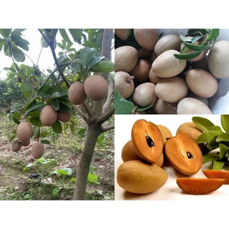 CÂY GIỐNG SAM PÔ CHÊ TRỒNG CHẬU ĐANG RA BÔNG CÓ QUẢ CAO 2M.