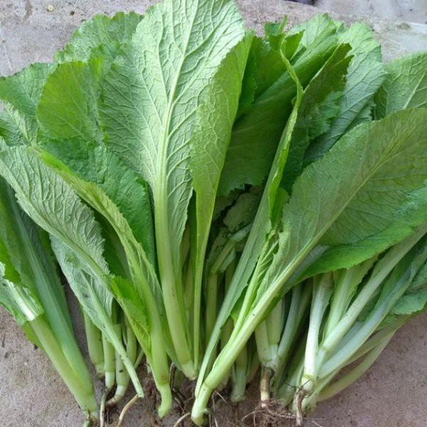 Hạt Giống Rau Cải Bẹ Xanh Loại Siêu Dễ Trồng & Dễ Thu Hoạch Tặng kèm Hướng Dẫn Trồng