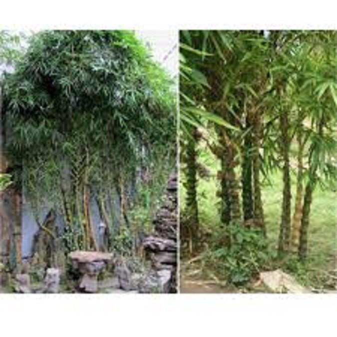 CÂY GIỐNG TRÚC ĐÙI GÀ HÀNG GỬI ĐI NGUYÊN CHẬU -