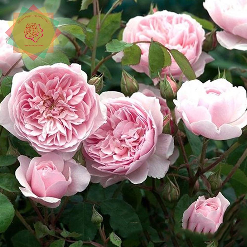 Cây hoa hồng ngoại Keira (bụi) đẹp nuột nà