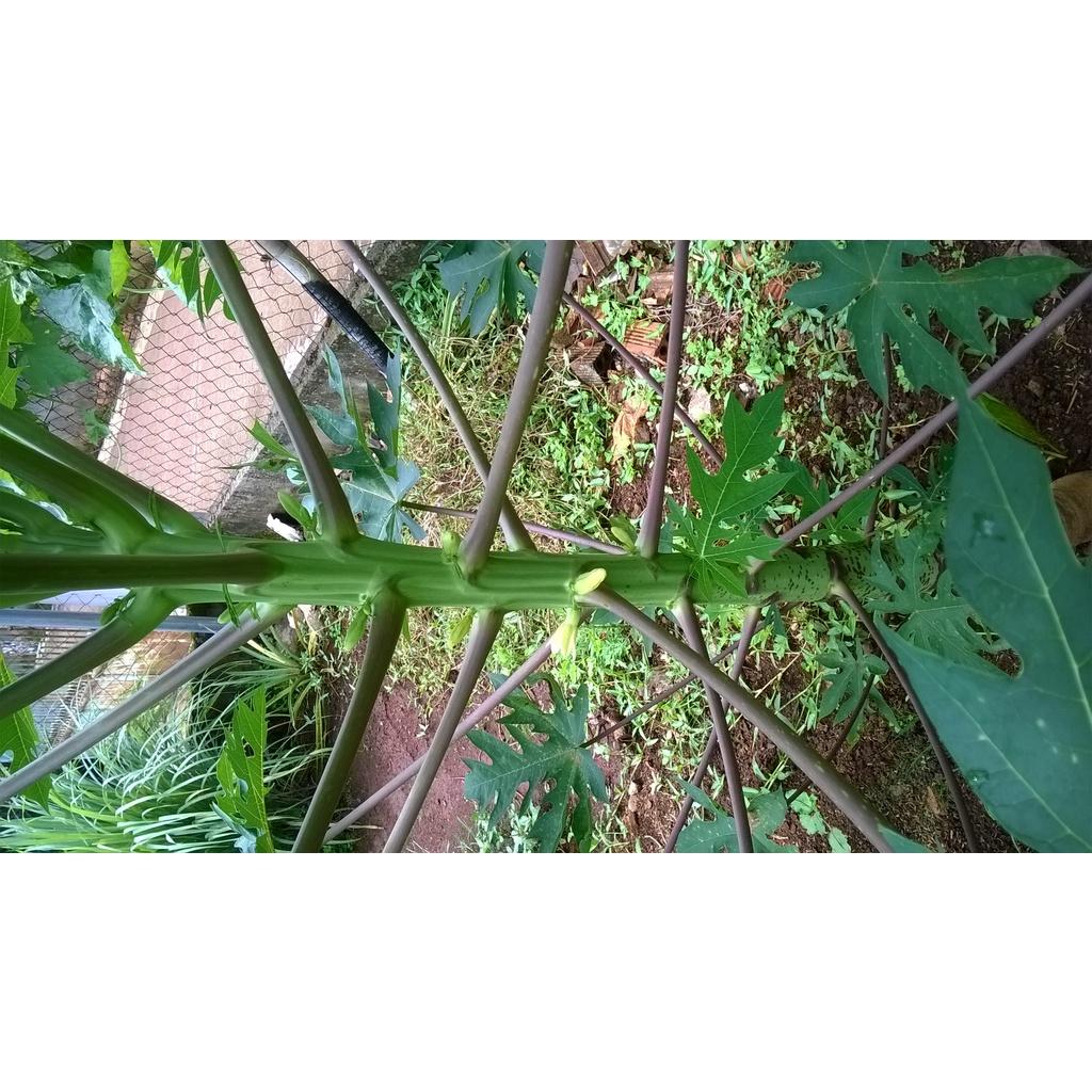 Cây giống Đu Đủ Thái Lan siêu sớm. .