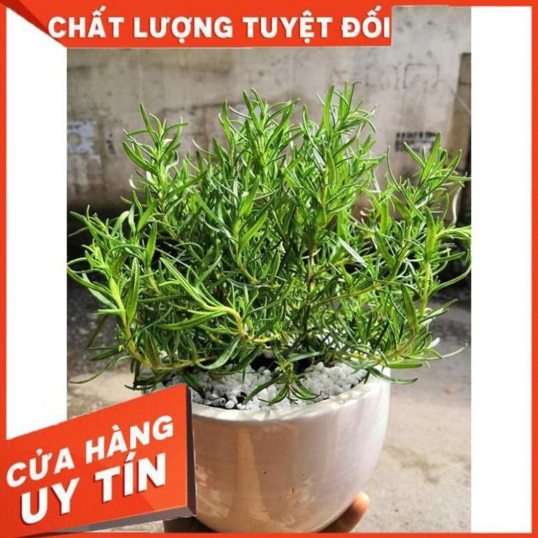 Chậu hương thảo Nhiều Người Mua