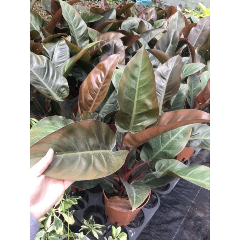 Cây trầu bà Philodendron Imperial Red size lớn - size lá từ 20-35cm. Loại cây sang trọng, quý phái.