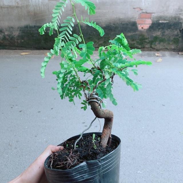 Cây Me Bonsai