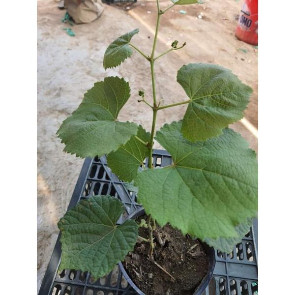 CÂY GIỐNG NHO KẸO SIÊU SỚM