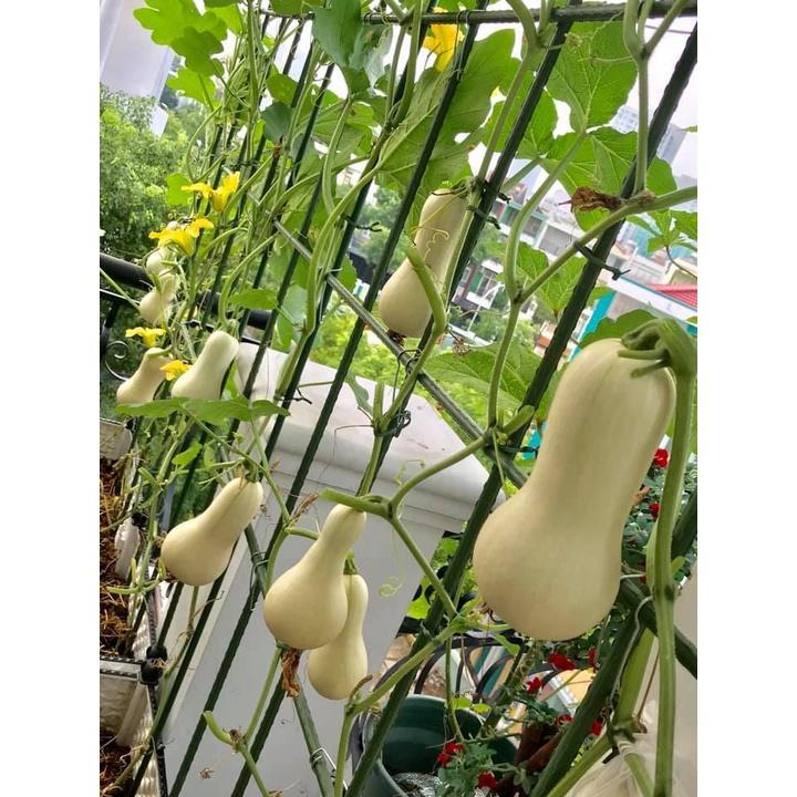HẠT GIỐNG BÍ BƠ GÓI 50 HẠT -  CÓ NHIỀU DINH DƯỠNG