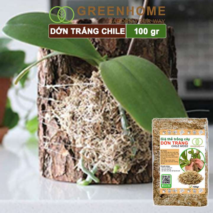 Dớn trắng Chilê, gói 100gr, đã qua xử lý, giữ ẩm tốt, kháng khuẩn tự nhiên, trồng lan, kiểng lá hiệu quả |Greenhome