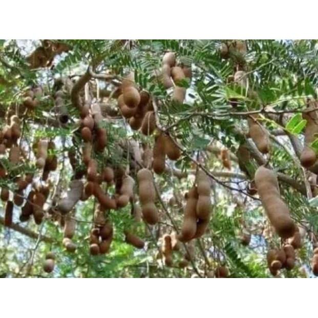 Cây giống me thái ngọt + Tặng 01 cây dâu da đất