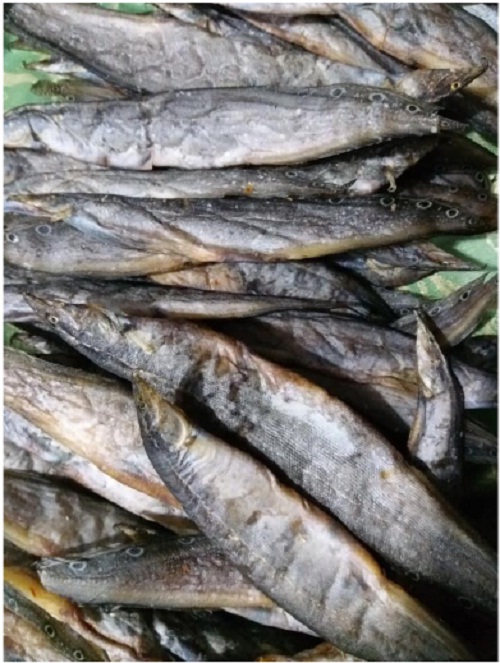 1Kg khô cá chạch - Bếp Ấm