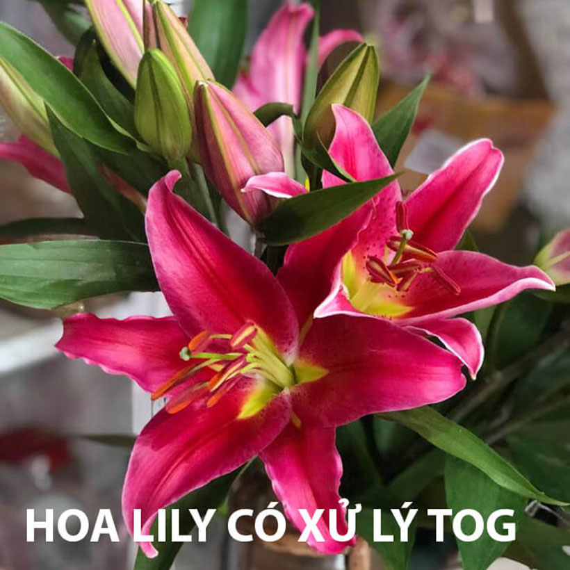 Nước Cắm Hoa Lâu Tàn Tại Vựa Bán Hoa Tươi Nhập Khẩu Israel TOG Galileo Giúp Kiềm Hoa Không Nở Tại Vựa Và Không Thay Nước Trong Xô 5 Ngày Liên Tục