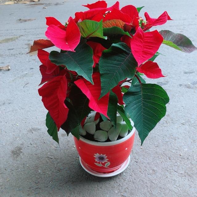 Chậu Cây Trạng Nguyên