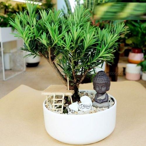 cây TÙNG LA HÁN giống, cây cao 30-40 cm, bầu lớn, cây khỏe xanh, CÁCH TẠO THẾ BONSAI