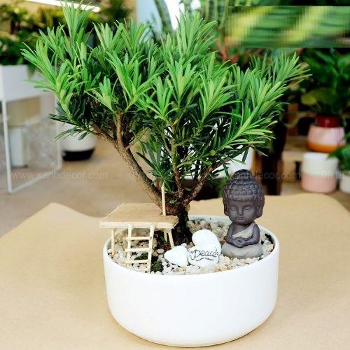 Cây TÙNG LA HÁN giống, cây cao 30-40 cm, bầu lớn, cây khỏe xanh, CÁCH TẠO THẾ BONSAI