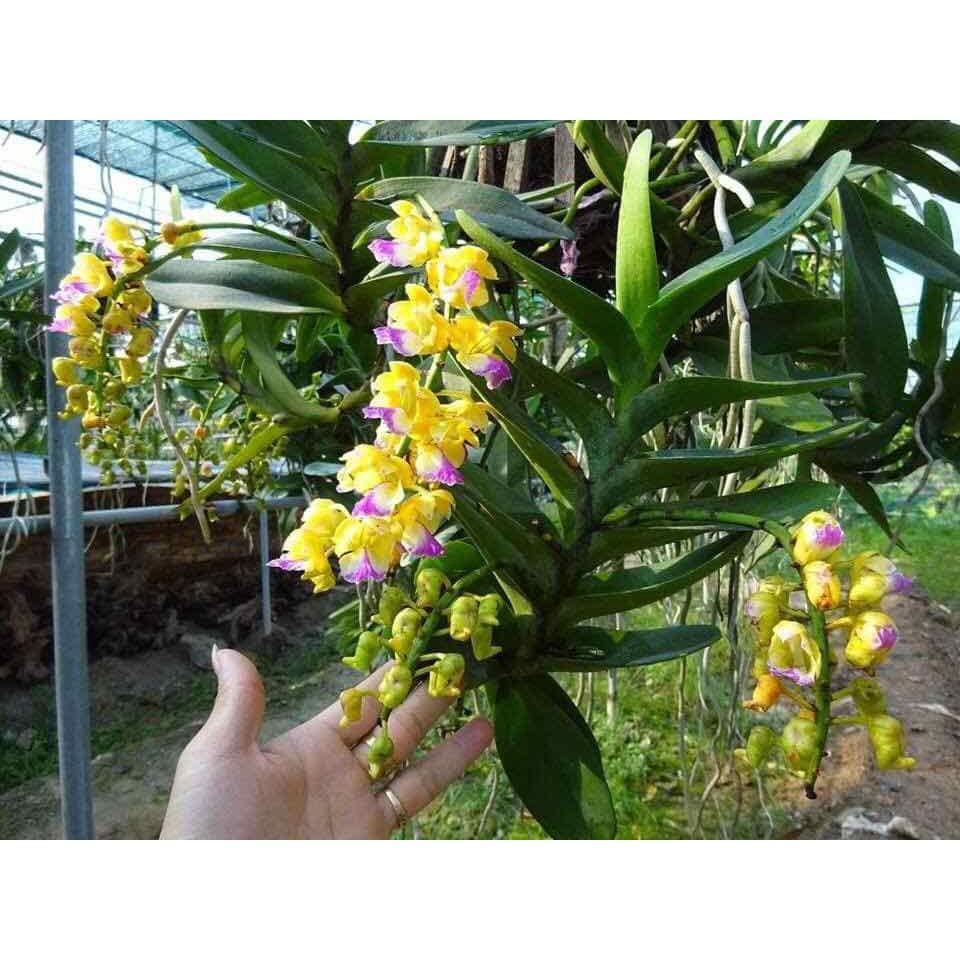 Phong lan hoàng nhạn tháng 8