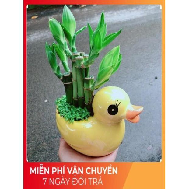 Chậu Trúc Phát Tài Vịt Vàng