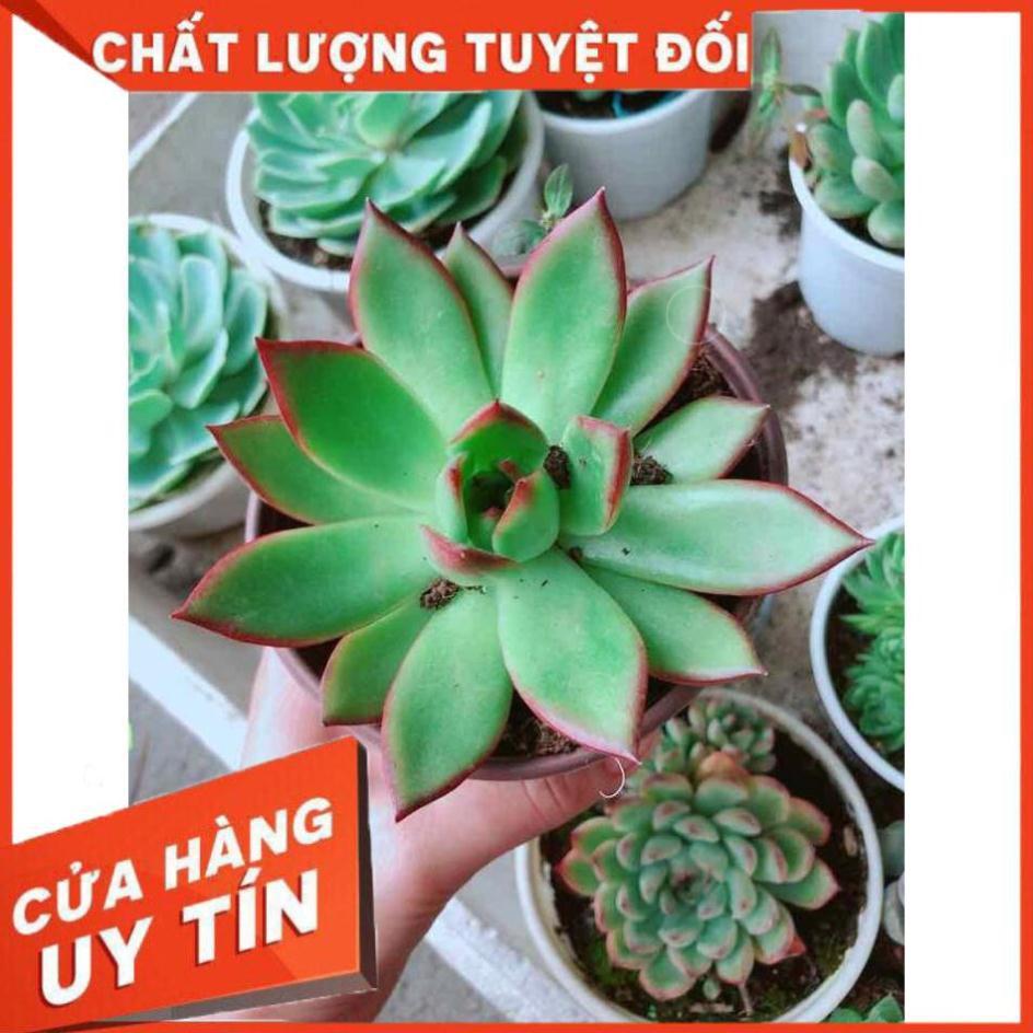 Sen đá viền đỏ Nhiều Người Mua