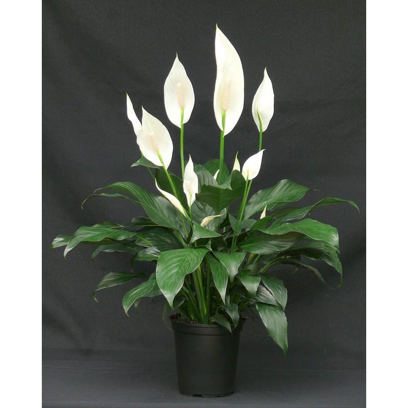 Cây Lan Ý cẩm thạch.