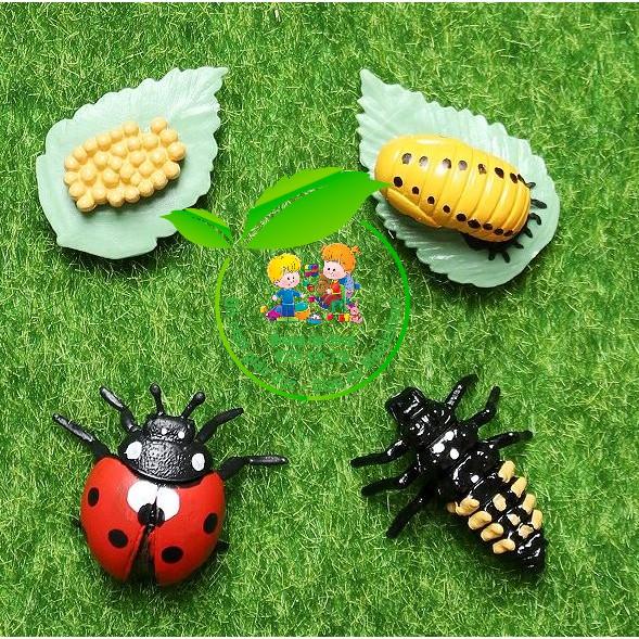 Mô hình vòng đời của bọ rùa - Ladybug life cycle