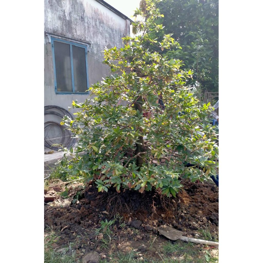 Phân bón siêu kích rễ cây trồng . Super roots. Kích rễ cây ăn trái, cây công nghiệp, cây kiểng.