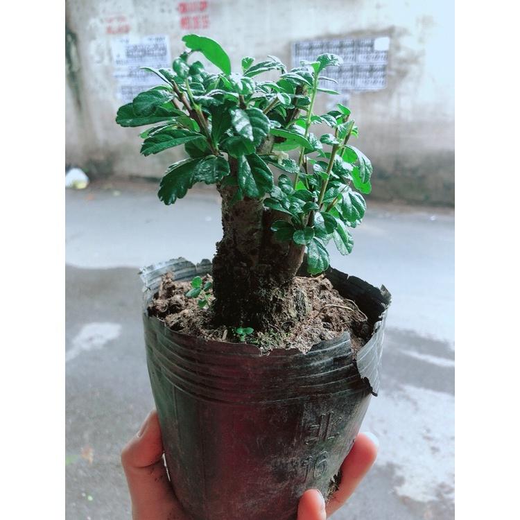 Trà Phúc Kiếng