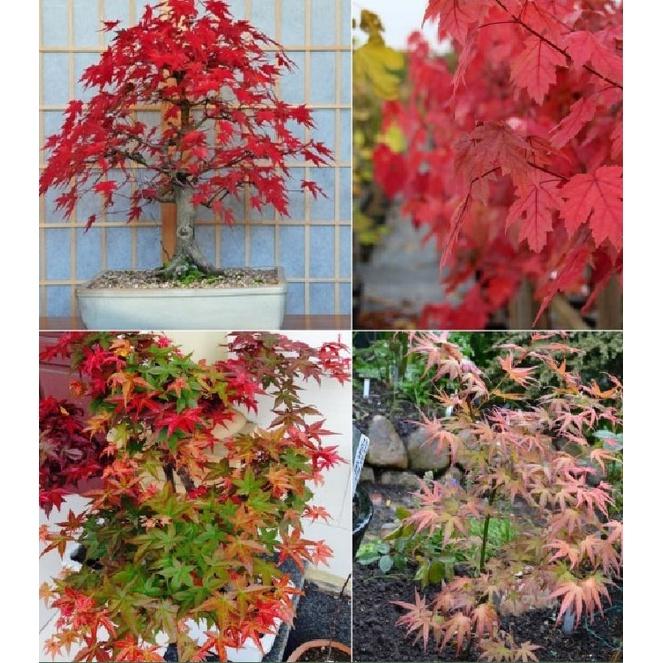 Combo 2 gói Hạt giống cây Phong Lá Đỏ Nhật Bản-gói 10 hạt/tặng kèm gói phân bón lót
