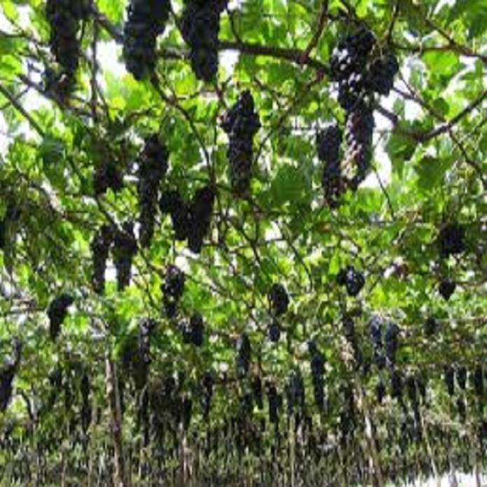 CÂY GIỐNG NHO LEO PHÁP DÒNG QUẢ SỚM