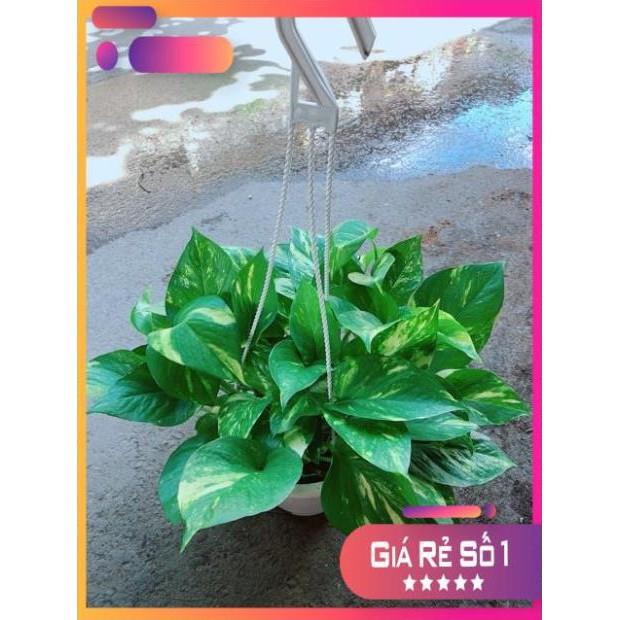 Chậu Trầu Bà Thái Size Đại