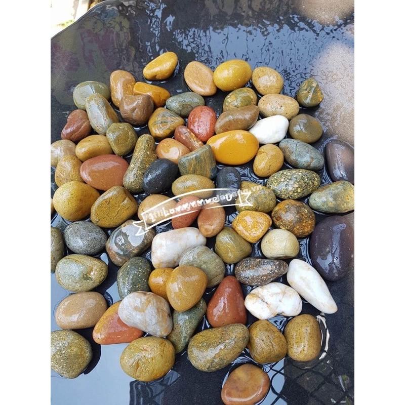 1KG SỎI CUỘI TỰ NHIÊN TRANG TRÍ HỒ CÁ THUỶ SINH-SÂN VƯỜN  - Giá Tốt.