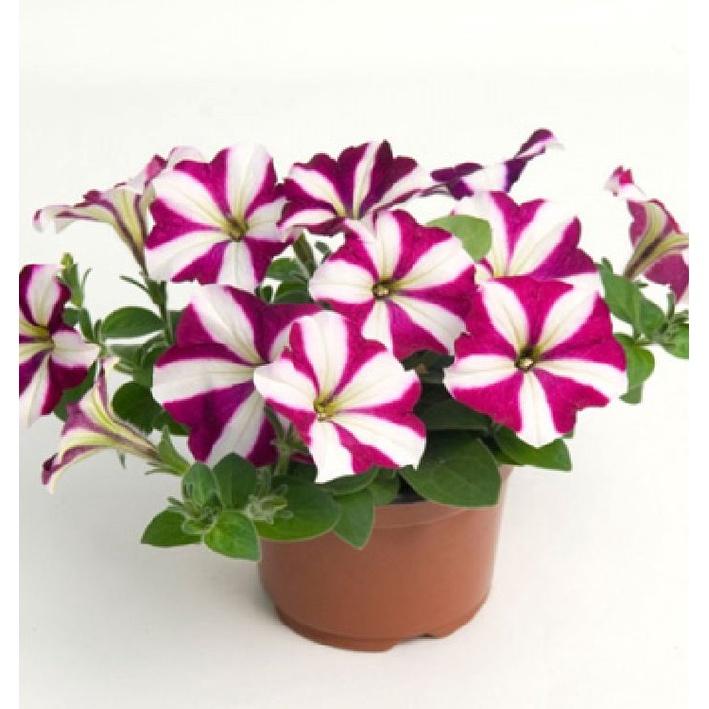 Hạt giống hoa dạ yến thảo sọc mix màu KNS3564 - Gói 50 hạt